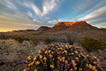 Triangulation Station Mountain - Texas Wildflowers, Big Bend Cactus Sunset by Gary Regner