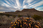 Long-spined Prickly Pear - Texas Wildflowers, Big Bend Cactus Sunset by Gary Regner