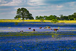 Horsing Around - Texas Wildflowers, Bluebonnets and Horses by Gary Regner