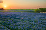 Atascosa Sunset - Texas Wildflowers, Bluebonnets Sunset by Gary Regner