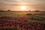 Orange Glow - Texas Wildflowers, Paintbrush Sunrise by Gary Regner