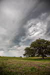 Vortex - Texas Wildflower Landscape, Storm Clouds and Oak Tree by Gary Regner