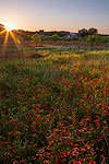 Bucolic Eve - Texas Wildflower Sunset Landscape, Firewheels and Barn by Gary Regner