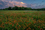 Walking the Dog - Texas Wildflowers, Firewheels Sunset Landscape by Gary Regner