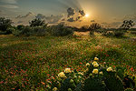 Prairie Cacti - Texas Wildflowers, Prickly Pear Cactus Sunset Landscape by Gary Regner