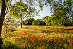 Fade Away - Texas Wildflowers, Bluebonnets Sunset Landscape by Gary Regner