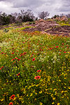 Llano Uplift - Texas Wildflowers at Inks Lake State Park by Gary Regner