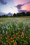 Horsemint Sunset - Texas Wildflower Sunset Landscape, Firewheels and Horsemint by Gary Regner