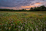 Swanson Park II - Texas Wildflowers Sunset Landscape, Firewheels, Horsemint and Mexican Hats by Gary Regner