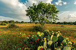 Open Range - Texas Wildflowers Landscape, Firewheels, Prickly Pear and Mesquite by Gary Regner