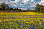 Grazing - Texas Wildflowers Landscape, Bluebonnets and Horses by Gary Regner