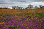Splash of Color - Texas Wildflowers Landscape, Bluebonnets by Gary Regner