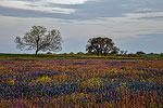 Sutherland Springs - Texas Wildflowers, Bluebonnets Sunset by Gary Regner