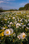 Poppy Field - Texas Wildflowers, Prickly Poppies and Groundsel by Gary Regner