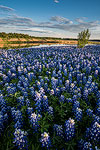 Muleshoe Bend - Texas Wildflowers, Bluebonnets on Lake Travis by Gary Regner