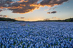 Fade Away - Texas Wildflowers, Bluebonnets Sunset Landscape by Gary Regner