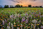 A Muddy Mess - Texas Wildflowers Sunset Landscape, Bluebonnets by Gary Regner