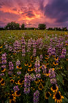 A Break from the Clouds - Texas Wildflowers at Sunset by Gary Regner