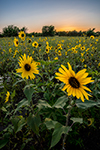 Wild Sunflowers - Texas Wildflowers, Wild Sunflowers at Sunset by Gary Regner