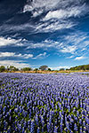 Flower Lake - Texas Wildflowers, Bluebonnets Landscape by Gary Regner