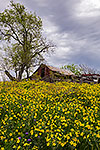 Texas Star - Texas Wildflowers, Texas Star Landscape by Gary Regner
