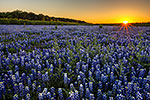Muleshoe Sunset - Texas Wildflowers, Bluebonnets Sunset by Gary Regner