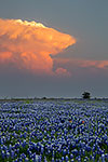 Thunderhead - Texas Wildflowers, Bluebonnets Sunset by Gary Regner