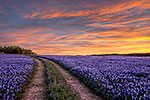 Bluebonnet Road - Texas Wildflowers, Bluebonnets Sunrise by Gary Regner