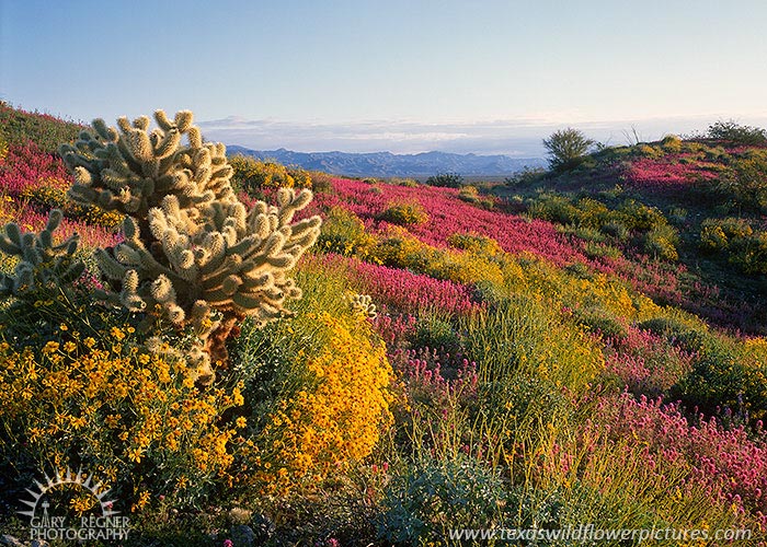 Desert Spectacle - Arizona Wildflowers, Sonoran Desert