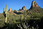 Saguaro - Cactus Landscape by Gary Regner