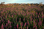 Joshua Tree Lupines - California Landscape by Gary Regner