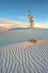 Drift - White Sands Landscape by Gary Regner