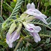 Texas wildflower - Ground Plum (Astragulus crassicarpus)