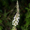 Texas wildflower - American Germander (Teucrium canadense)