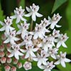 Texas wildflower - Aquatic Milkweed (Asclepias perennis)
