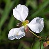 Texas wildflower - Arrowhead (Sagittaria platyphylla)