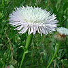 Texas wildflower - Basket Flower (Centaurea americana)