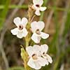 Texas wildflower - Beard-tongue (Penstemon albidus)