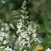Texas wildflower - Bee-Brush (Aloysia gratissima)