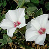 Texas wildflower - Texas Bindweed (Convolvulus equitans)