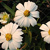 Texas wildflower - Black-Foot Daisy (Melampodium leucanthum)