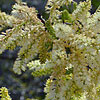 Texas wildflower - Blackbrush Acacia (Acacia rigidula)