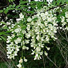 Texas wildflower - Black Locust (Robinia pseudoacacia)