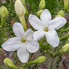 Texas wildflower - Bull Nettle (Cnidoscolus texanus)