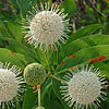 Texas wildflower - Buttonbush (Cephalanthus occidentalis)