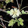 Texas wildflower - Cat Claw Acacia (Acacia Roemeriana)