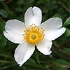 Texas wildflower - Cherokee Rose (Rosa laevigata)