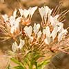 Texas wildflower - Clammyweed (Polanisia dodecandra)