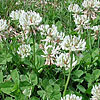 Texas wildflower - White Clover (Trifolium repens)
