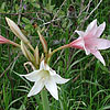 Texas wildflower - Crinum Lily (Crinum bulbispermum)